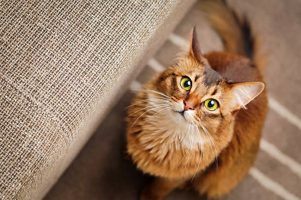 chat roux aux yeux jeunes et noir fixant l'obectif vu du haut