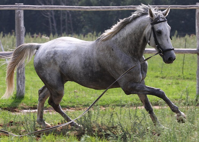 cheval gris qui galope en longe